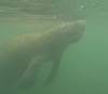 213 - 20250119 Crystal River Manatees GoPro HERO11 Black