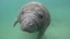 218 - 20250119 Crystal River Manatees