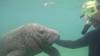 228 - 20250119 Crystal River Manatees