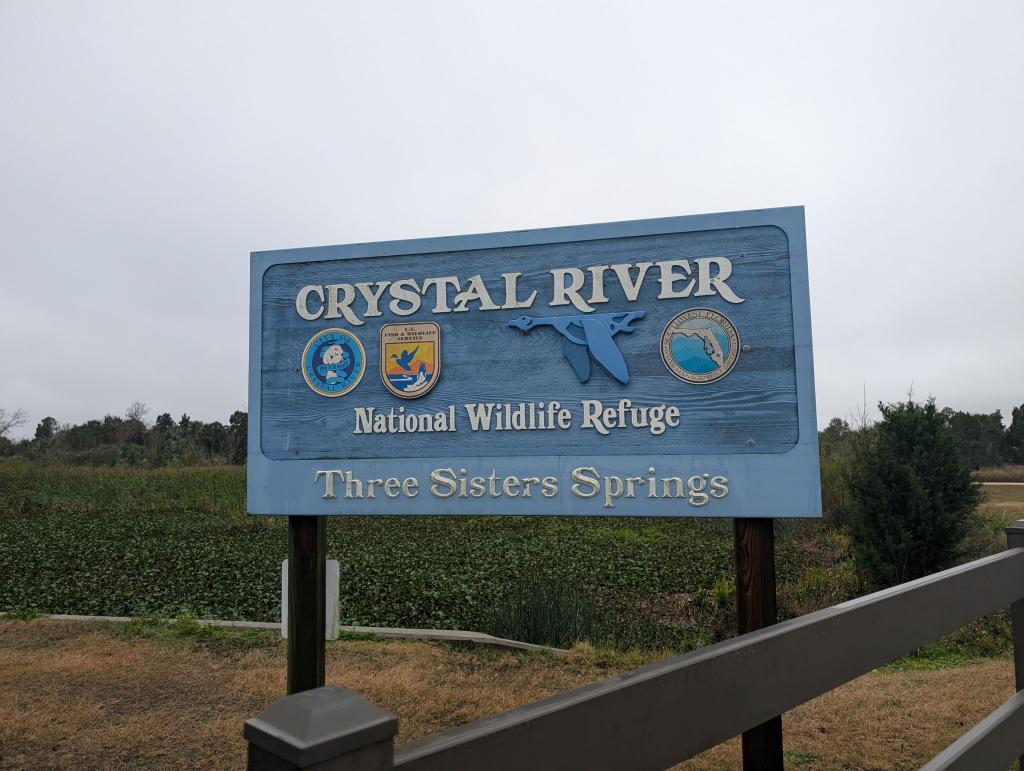 056 - 20250119 Crystal River Manatees