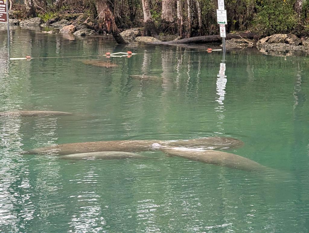 059 - 20250119 Crystal River Manatees