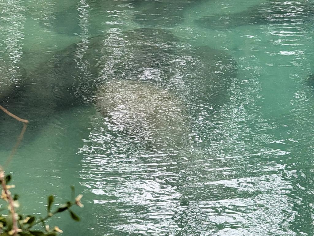 061 - 20250119 Crystal River Manatees