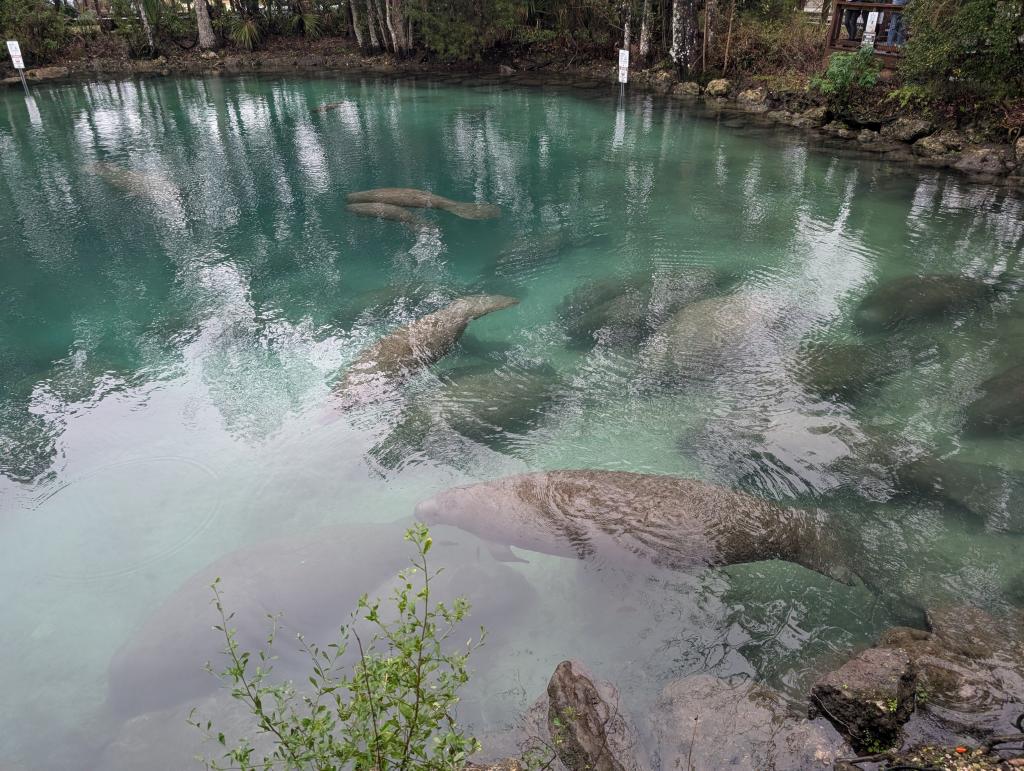 062 - 20250119 Crystal River Manatees