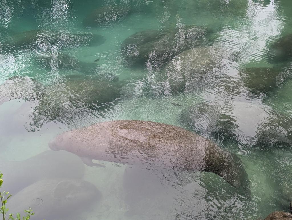 063 - 20250119 Crystal River Manatees