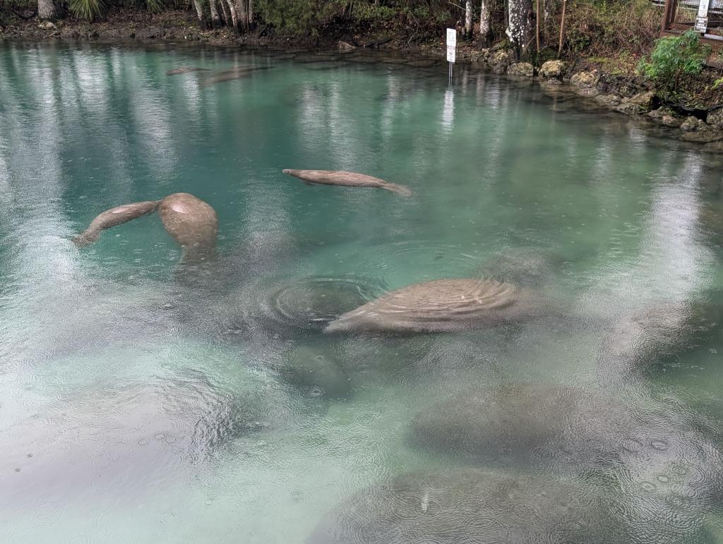 065 - 20250119 Crystal River Manatees