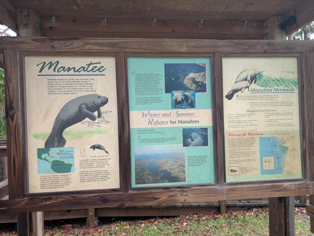 068 - 20250119 Crystal River Manatees