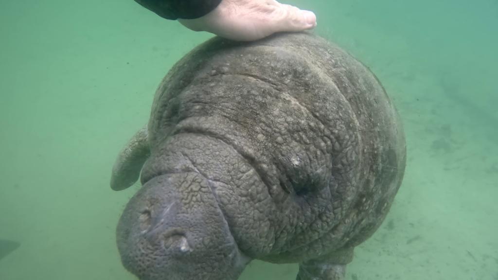 217 - 20250119 Crystal River Manatees