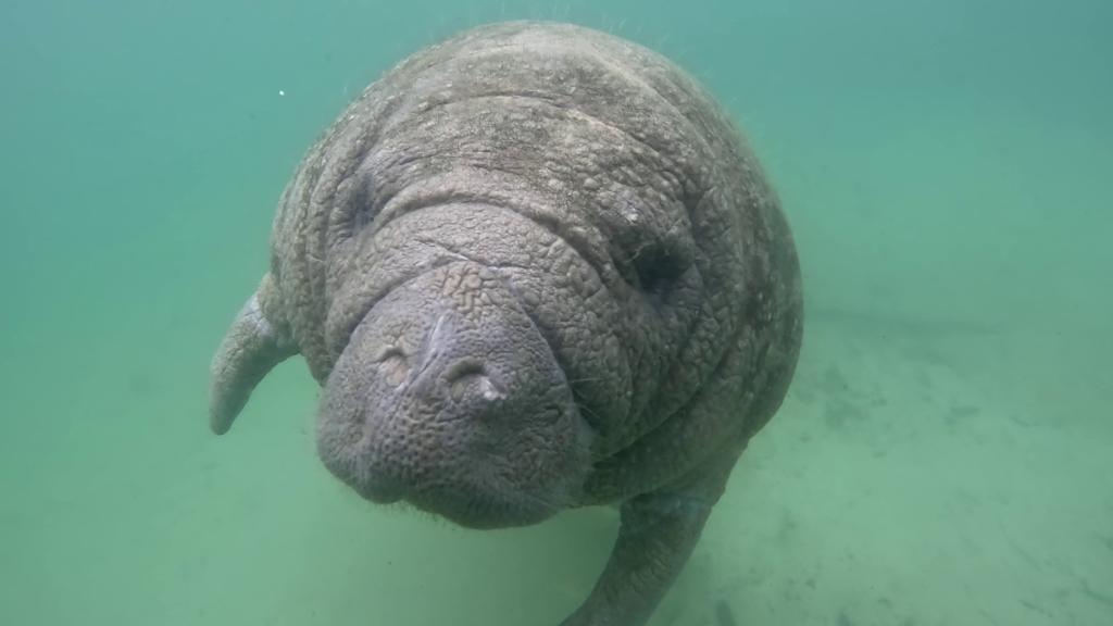 218 - 20250119 Crystal River Manatees