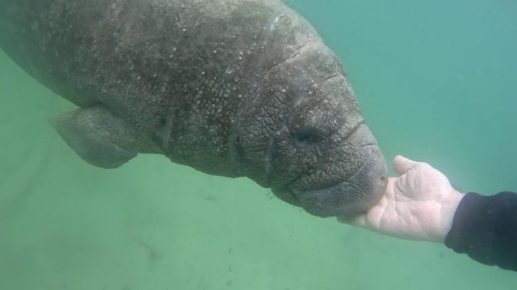 221 - 20250119 Crystal River Manatees