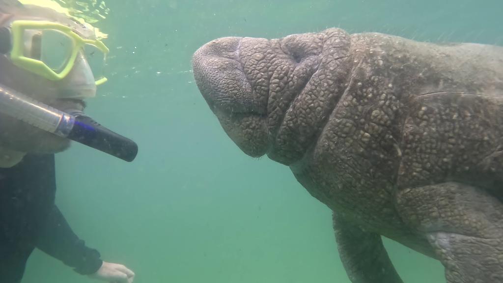 222 - 20250119 Crystal River Manatees