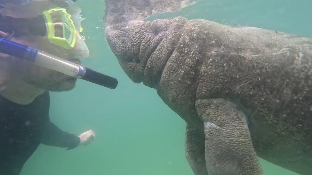 223 - 20250119 Crystal River Manatees