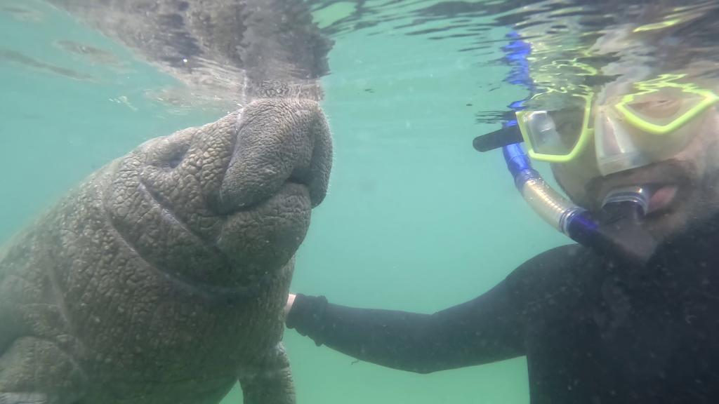 227 - 20250119 Crystal River Manatees