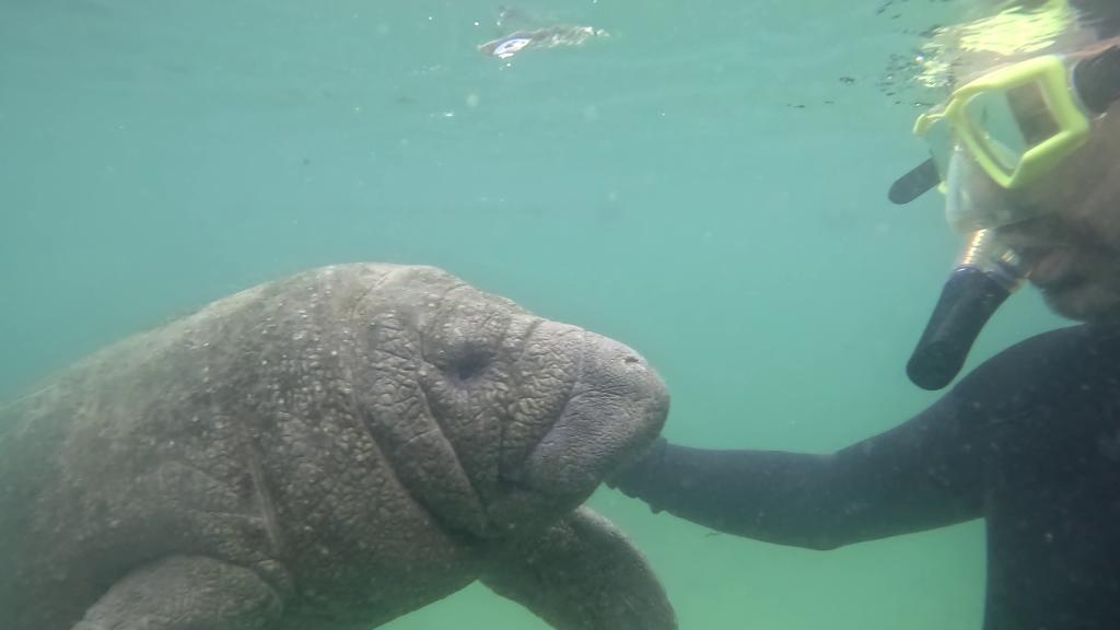 228 - 20250119 Crystal River Manatees