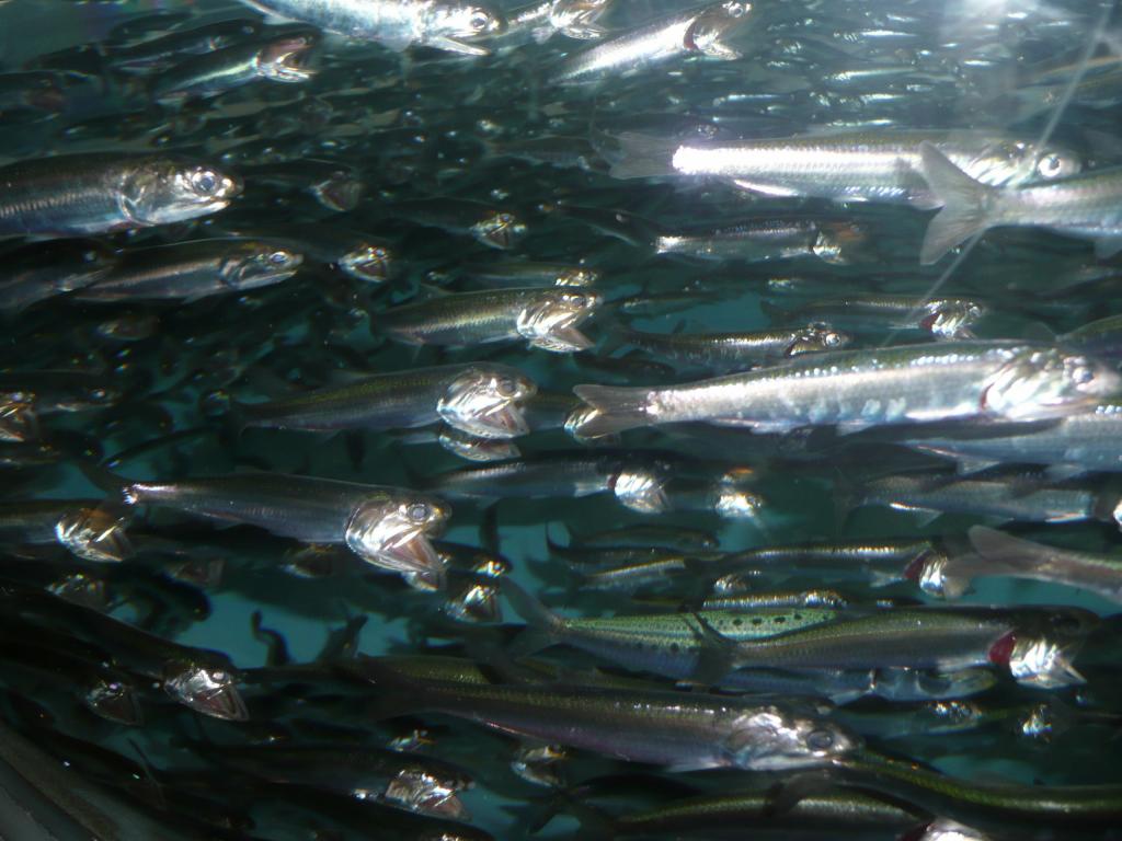 117 - Monterey Bay Aquarium