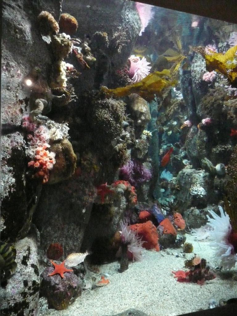 129 - Monterey Bay Aquarium