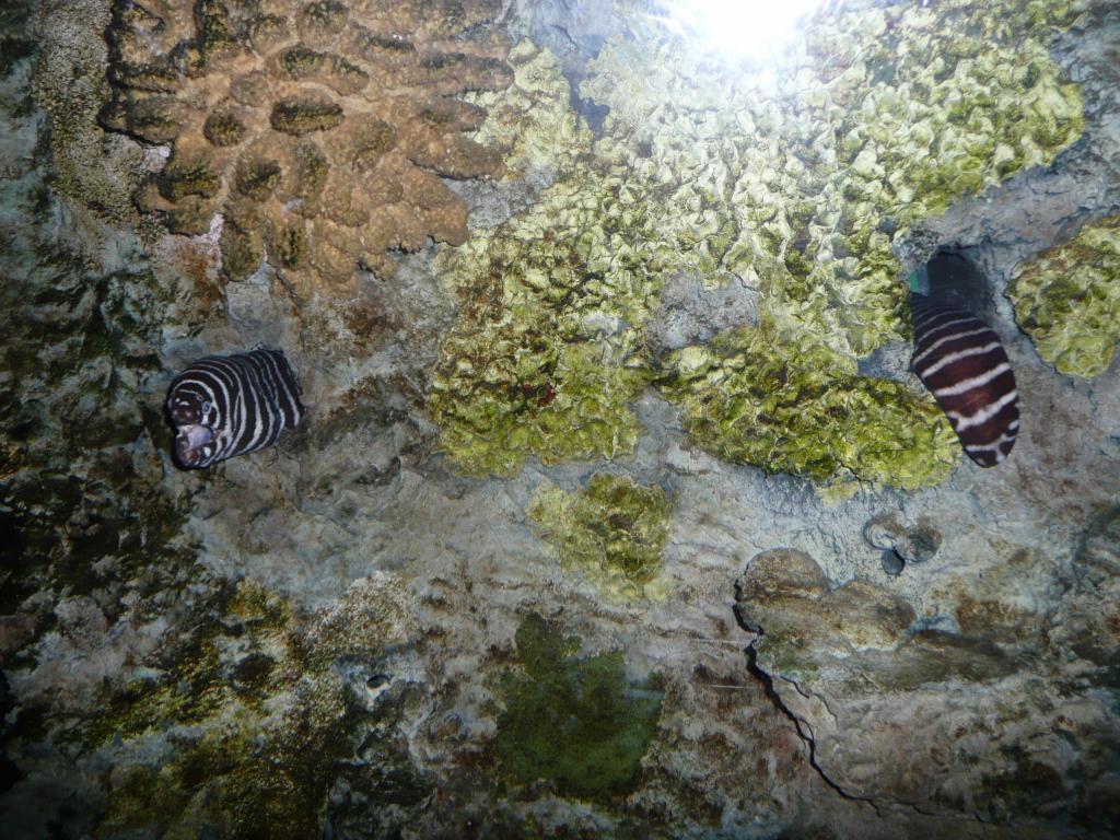 133 - Monterey Bay Aquarium