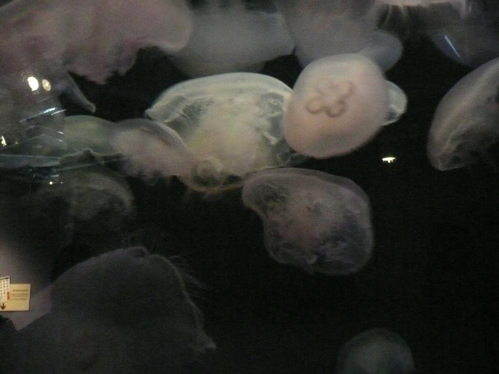 136 - Monterey Bay Aquarium