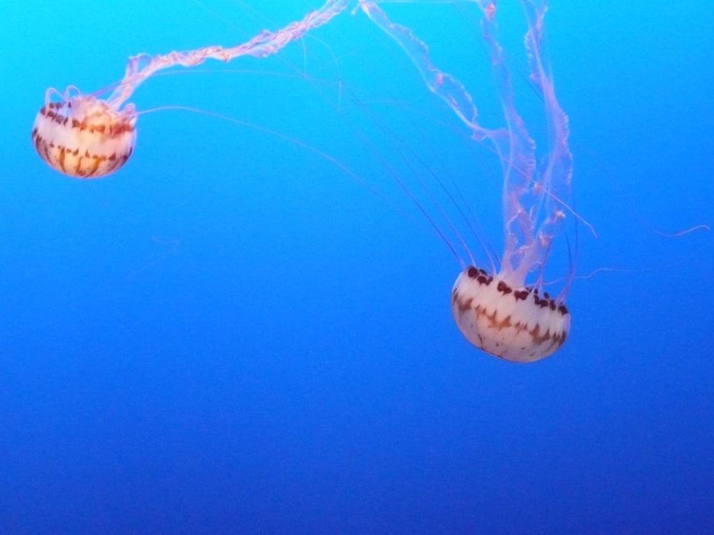 153 - Monterey Bay Aquarium