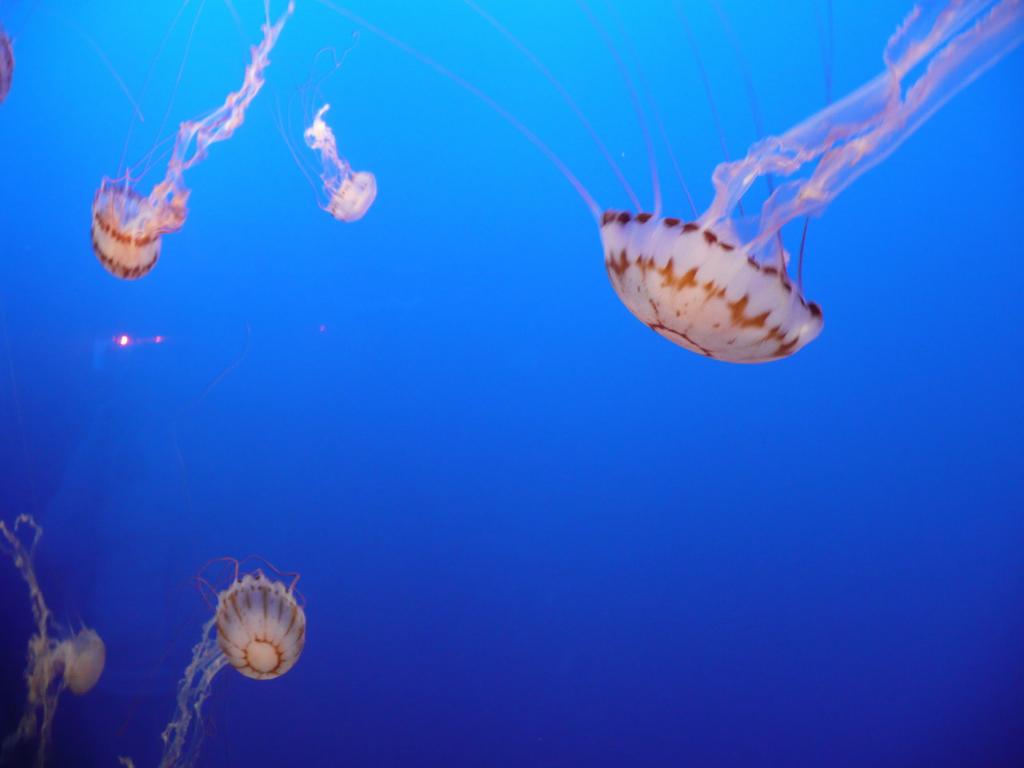 155 - Monterey Bay Aquarium