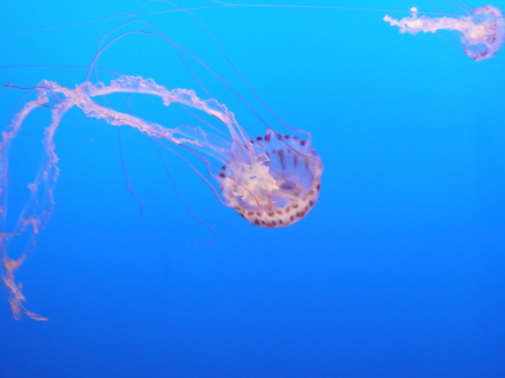 156 - Monterey Bay Aquarium