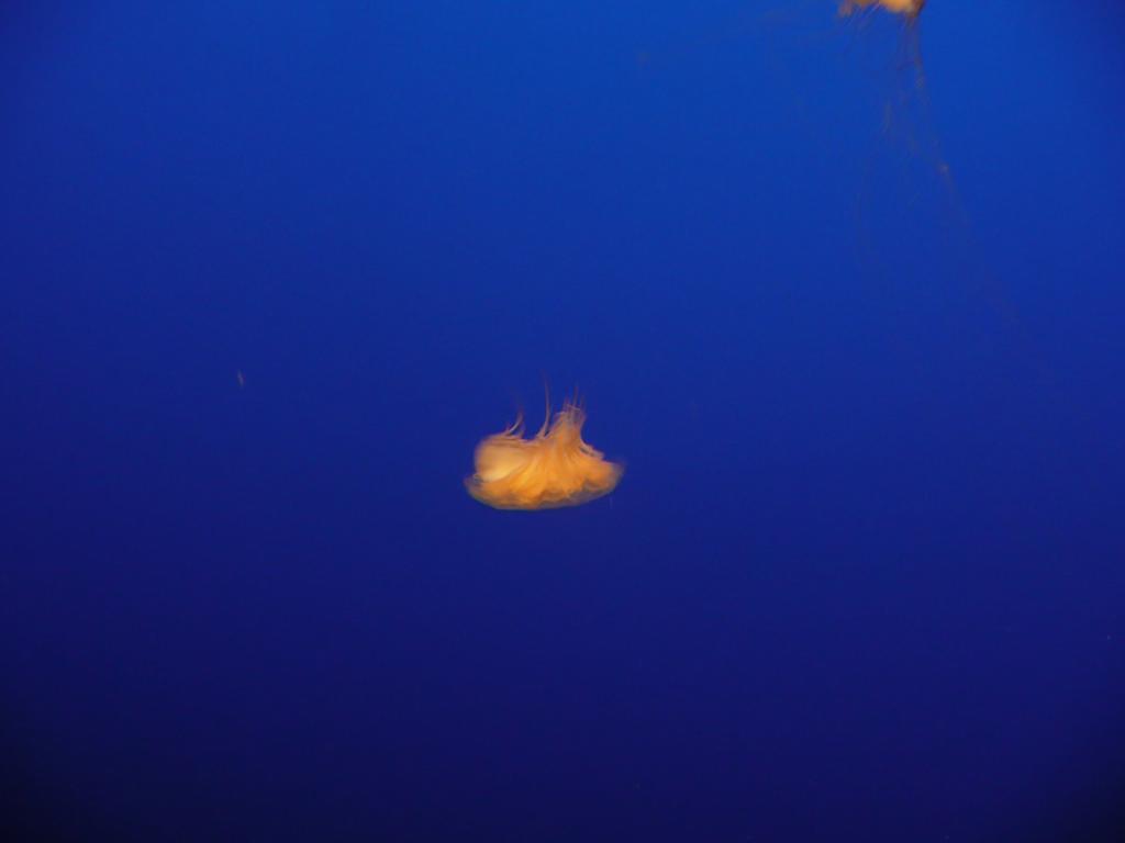 157 - Monterey Bay Aquarium