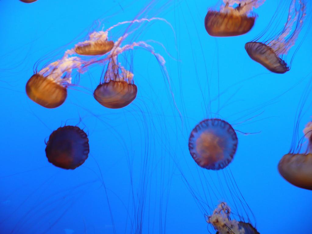 159 - Monterey Bay Aquarium