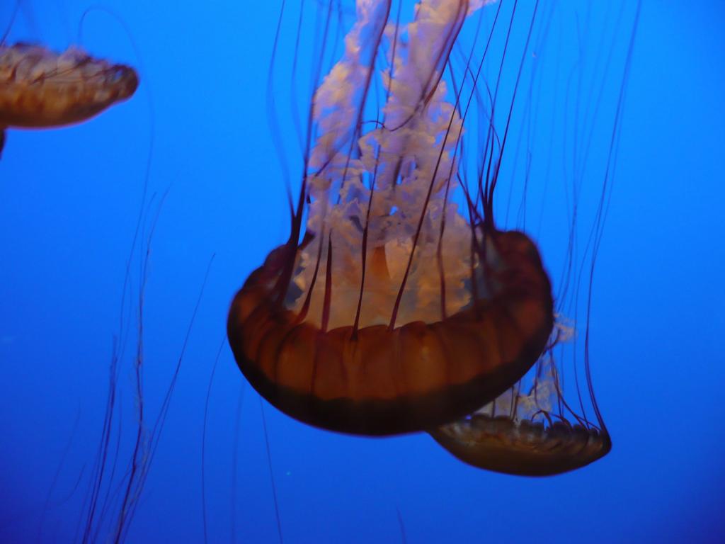 160 - Monterey Bay Aquarium