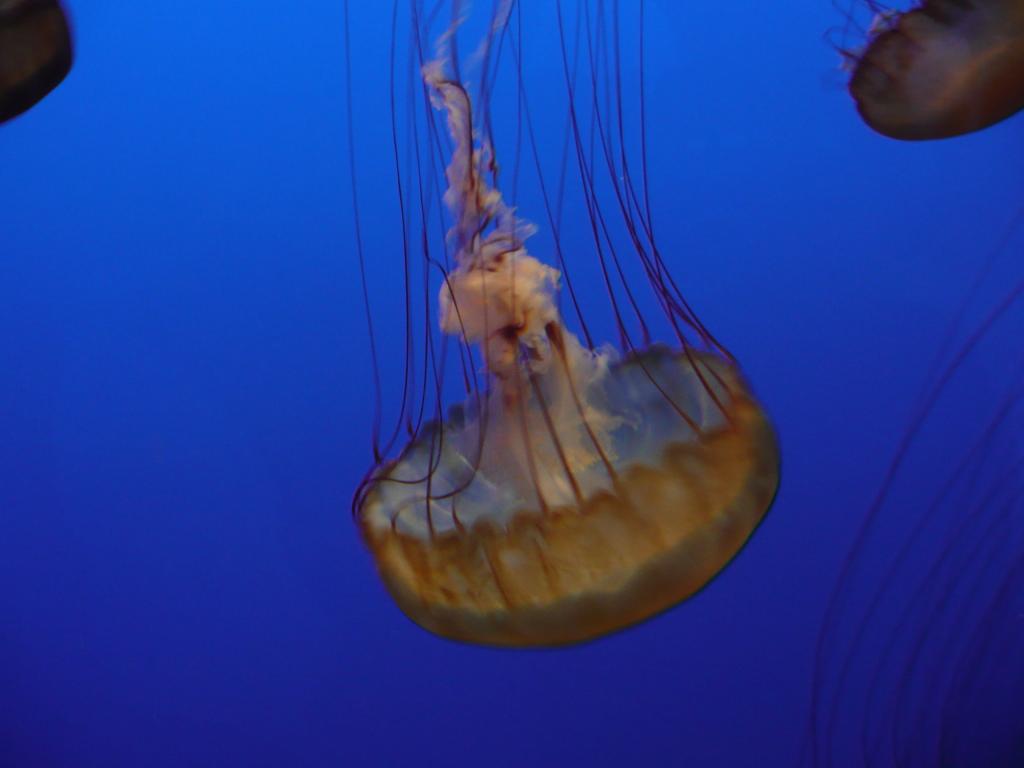 161 - Monterey Bay Aquarium