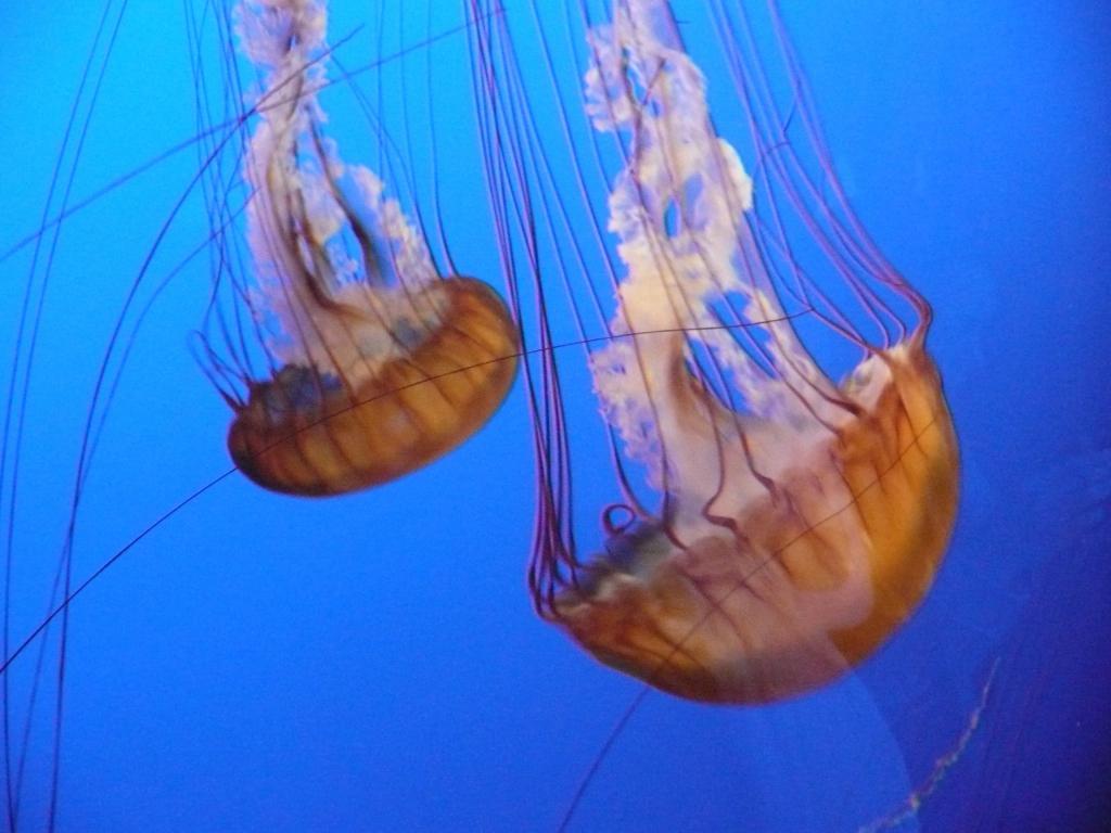 163 - Monterey Bay Aquarium