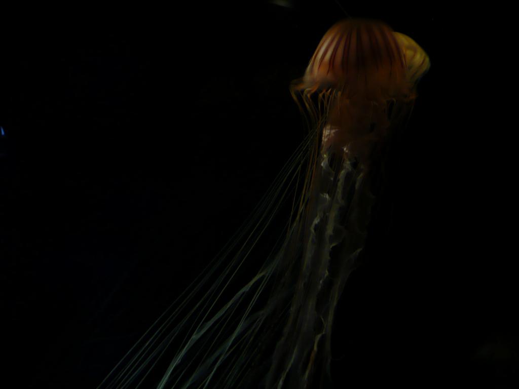 166 - Monterey Bay Aquarium