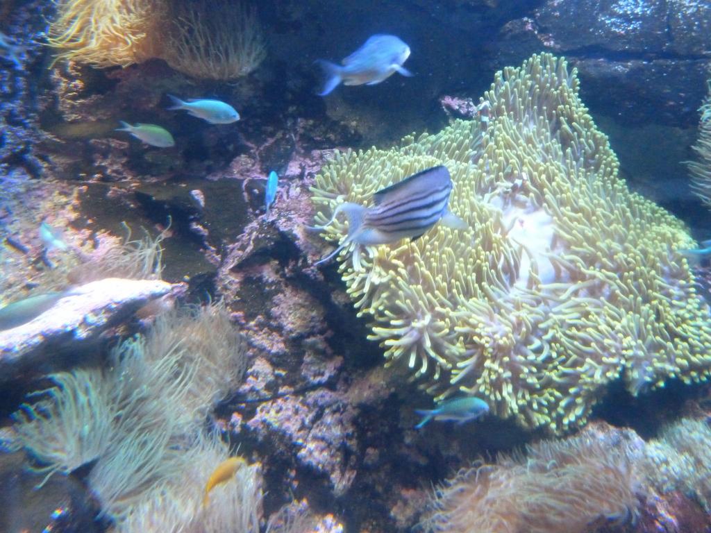 404 - Darling Harbour Aquarium