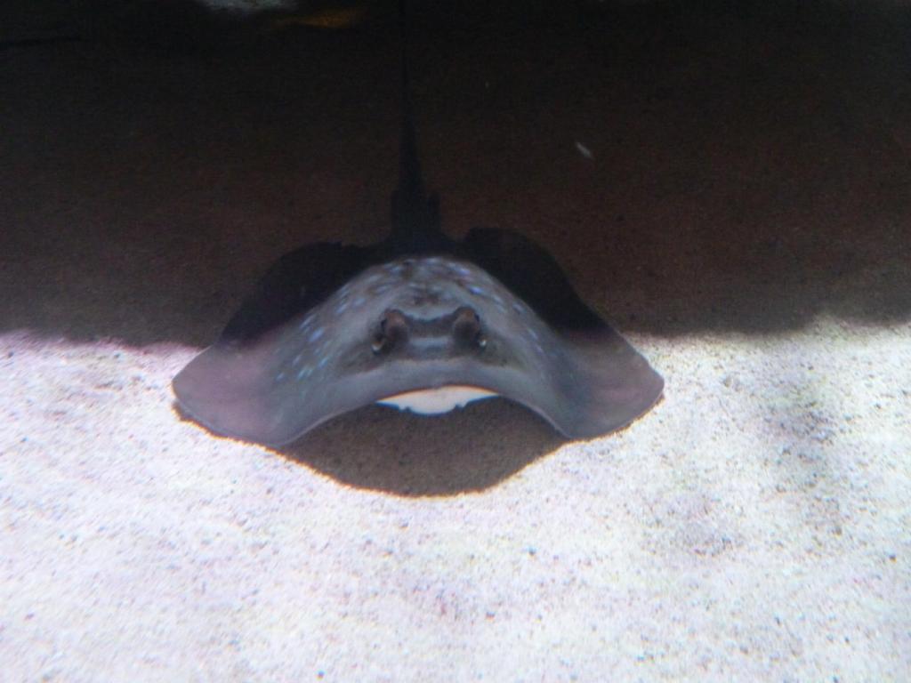 416 - Darling Harbour Aquarium