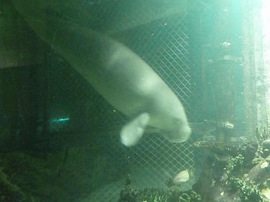 434 - Darling Harbour Aquarium