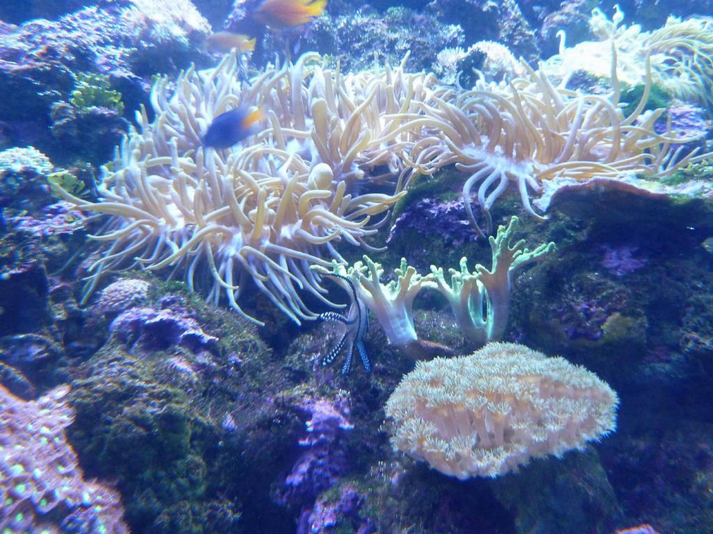 437 - Darling Harbour Aquarium