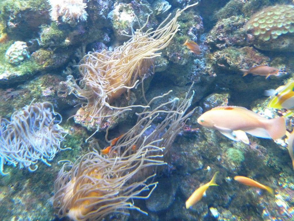 440 - Darling Harbour Aquarium