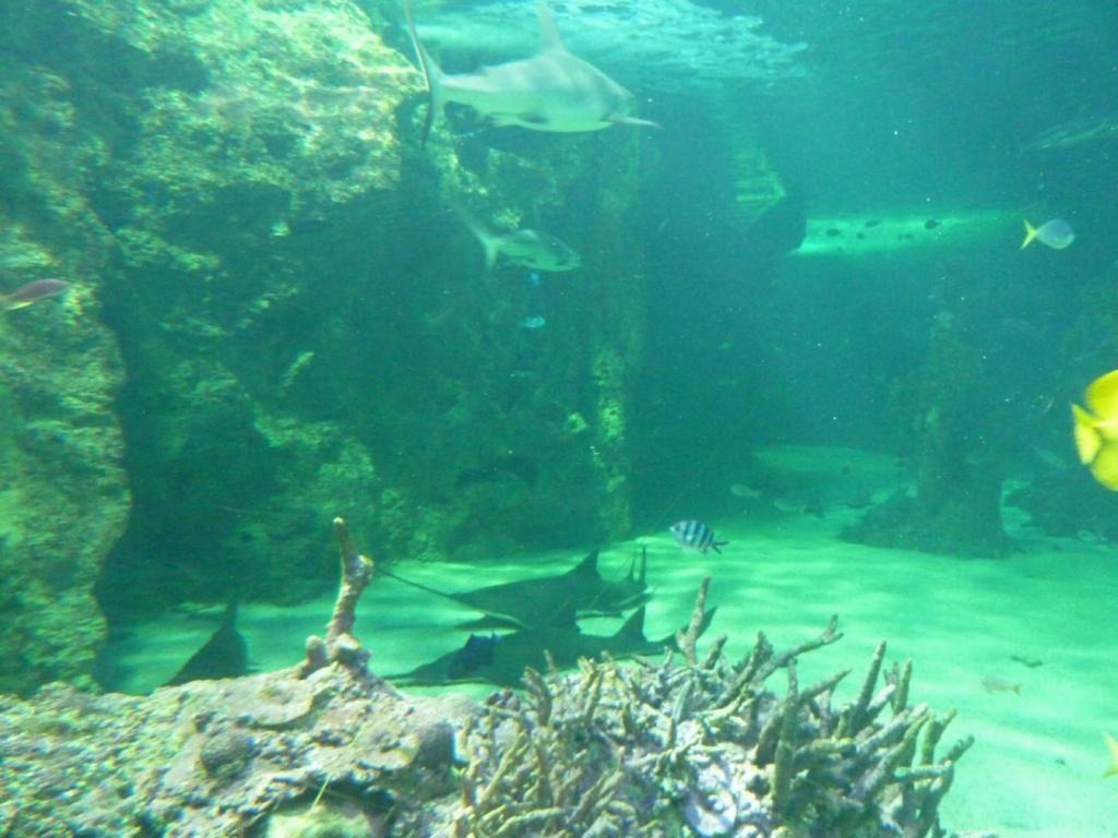 446 - Darling Harbour Aquarium