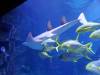 126 - 20160206 Melbourne Sealife