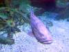 128 - 20160206 Melbourne Sealife