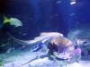 130 - 20160206 Melbourne Sealife