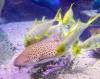 135 - 20160206 Melbourne Sealife