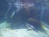 182 - 20160206 Melbourne Sealife