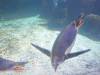 183 - 20160206 Melbourne Sealife