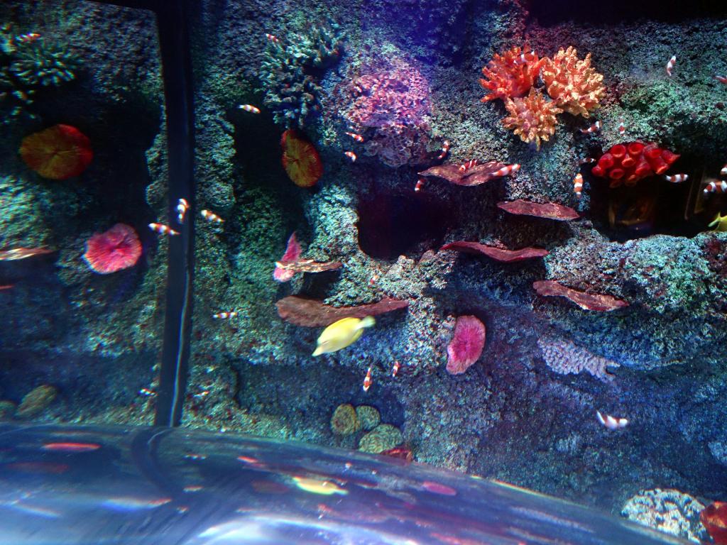 115 - 20160206 Melbourne Sealife