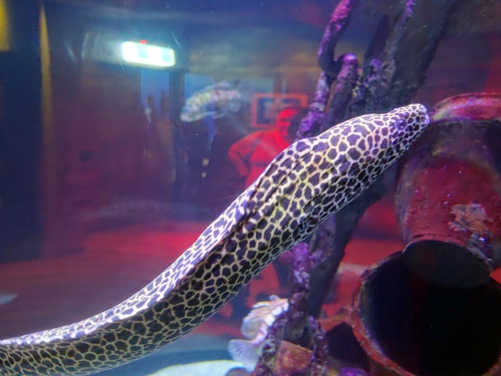 123 - 20160206 Melbourne Sealife