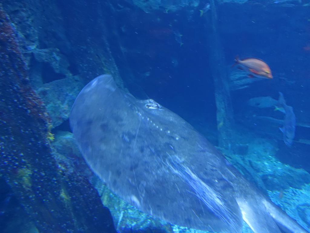 127 - 20160206 Melbourne Sealife