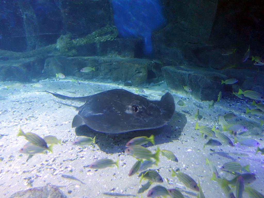 131 - 20160206 Melbourne Sealife