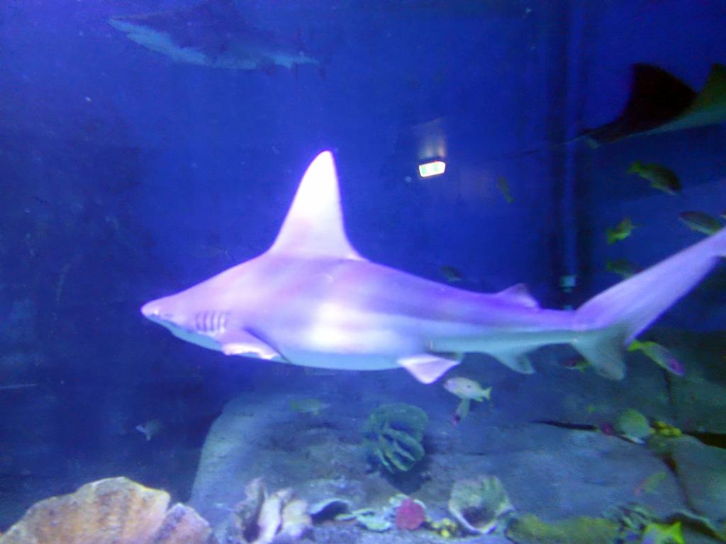 137 - 20160206 Melbourne Sealife