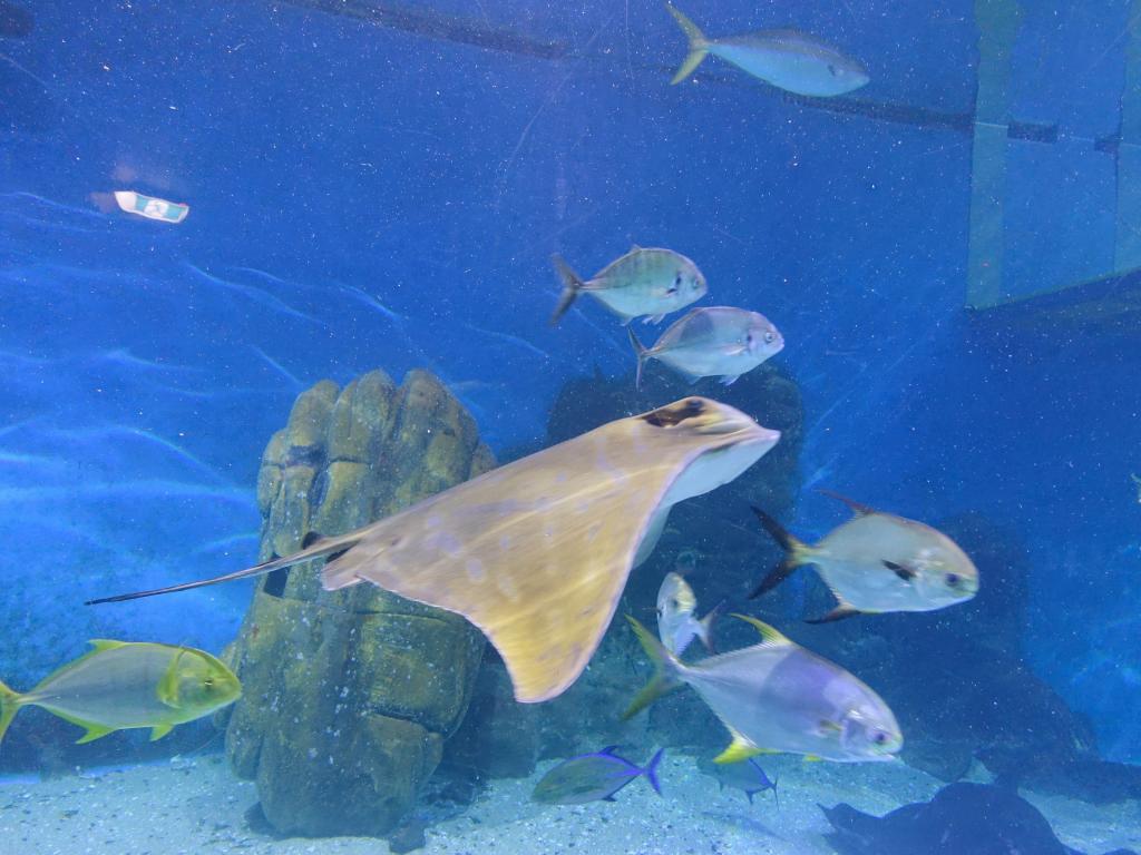 138 - 20160206 Melbourne Sealife