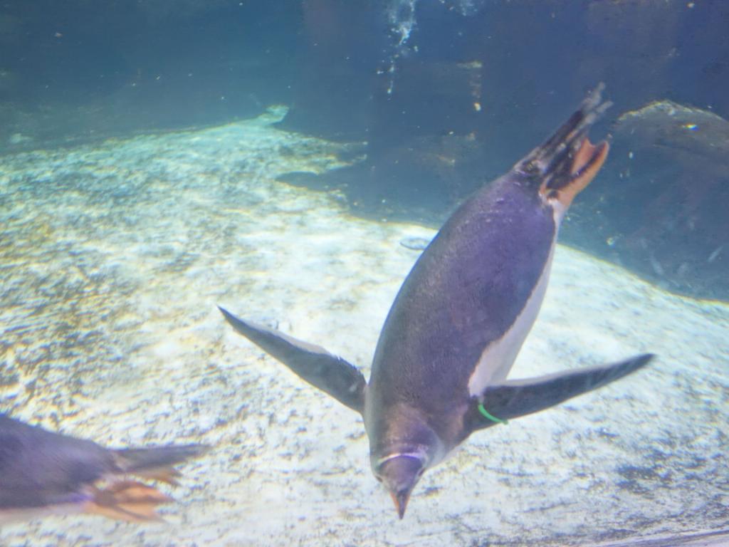 183 - 20160206 Melbourne Sealife