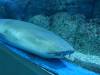 106 - 20160422 Singapore SEA Aquarium